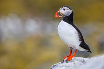 Papegaaiduiker van Pim Leijen