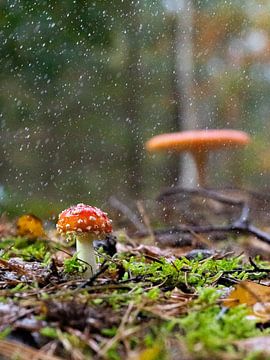Kleiner Pilz im Regen von Koen Leerink