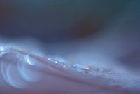 Dreamy raindrops