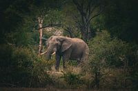 éléphant en Afrique du Sud