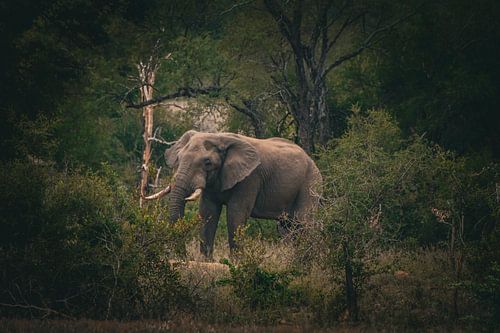 Elefant in Südafrika von Wesley Klijnstra