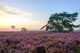 Heidelandschap tijdens zonsopgang van Sjoerd van der Wal Fotografie