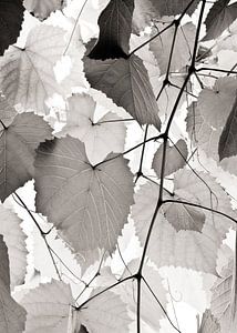 Vine Branch