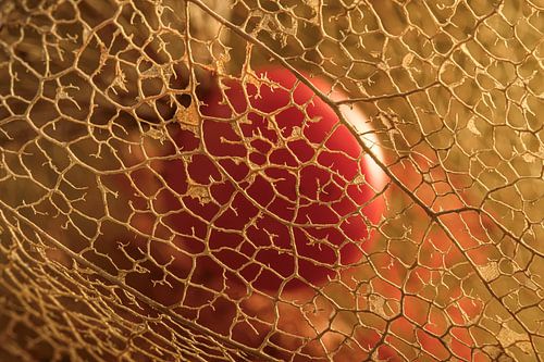 Une petite lanterne (Physalis) baignée d'une lumière dorée et chaleureuse
