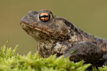 Gewone Pad (Bufo bufo) van Ronald Pol