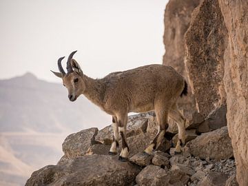 Steenbok in Mitzpe Ramon, Israël van Janny Beimers