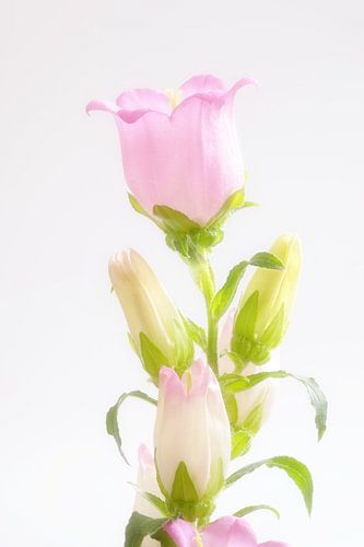 bloem