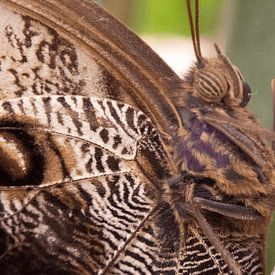 Close Up Butterfly by Gripp_D