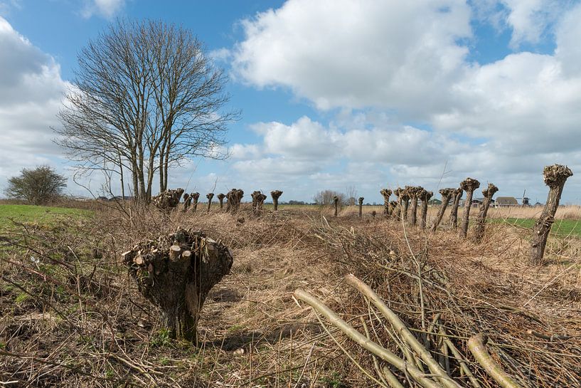 Geknotte wilgen in polderlandschap van de Alblasserwaard van Beeldbank Alblasserwaard