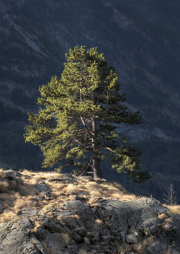 Sonnenbeschienene Kiefernwälder über einem schattigen Tal in den Pyrenäen, Spanien