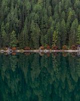 Trees in reflection