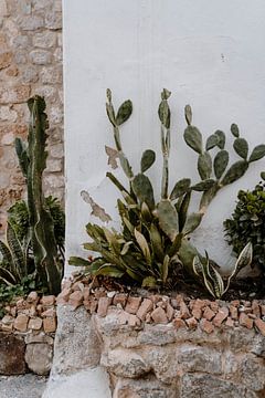 Cactussen van Inge Pieck