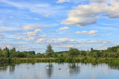 Lakeside scenery at the Schwackenreuter Lakes with swans