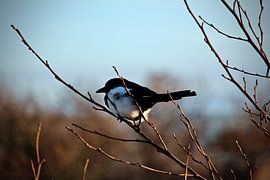 Bird at rest by Faucon Alexis