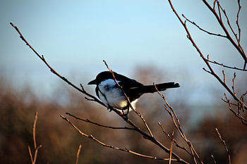 Oiseau au repos