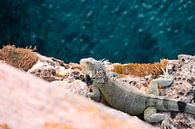Iguanas Curacao by Jessey Duinkerken thumbnail