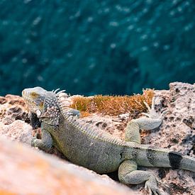 Iguanas Curacao by Jessey Duinkerken