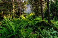 Jungle