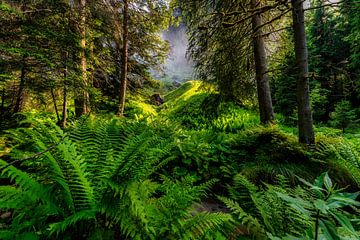 Forêt vierge sur Einhorn Fotografie