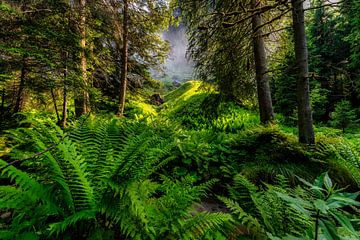 Urwald von Einhorn Fotografie