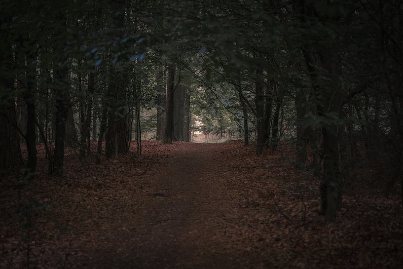 Take a walk in your fairytale by Els Hunink