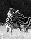 Knuffelende zebra's in zwart wit | Natuurfotografie Wildlife Afrika van Monique Tekstra-van Lochem thumbnail