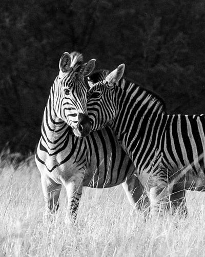 Knuffelende zebra's in zwart wit | Natuurfotografie Wildlife Afrika