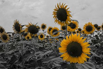 Sonnenblumen von Billy Cage