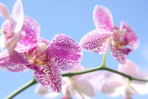 Orchidee van Jaap de Wit