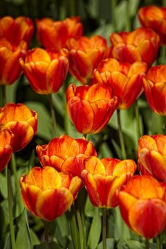 Oranje Tulpen Bloemen van Martin Steiner