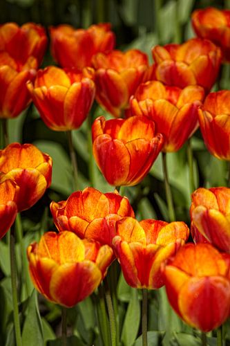 Fleurs de tulipes orange