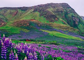 Island Lupinenfelder von MireilleGPhotography
