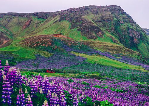 Islande Champs de lupins
