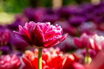 Roze tulp - liggend
