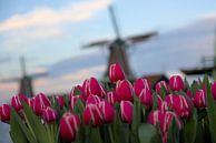 Tulpen und Windmühlen von Hannon Queiroz Miniaturansicht