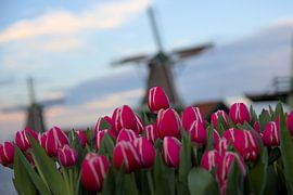 Tulpen und Windmühlen von Hannon Queiroz