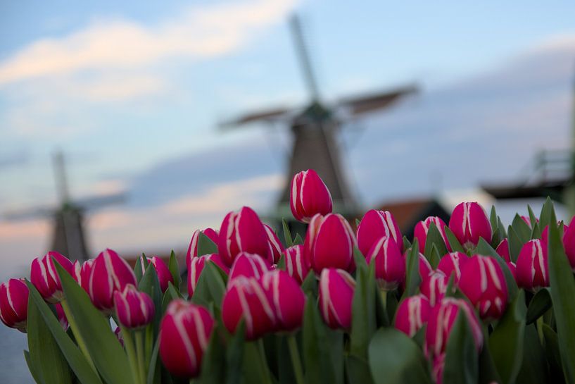 Tulipes et moulins à vent par Hannon Queiroz