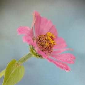 Pink flower van Sandra de Vries-Köhler