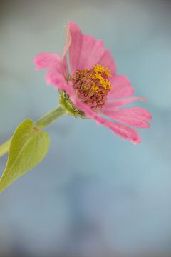 Pink flower