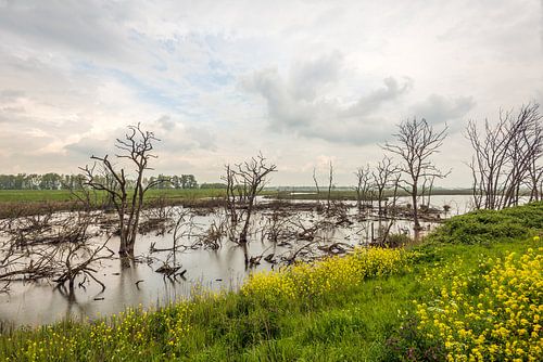 Dode bomen en bloeiende wilde planten, Brabantse Biesbosch