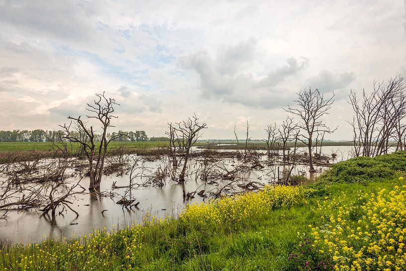 Abgestorbene Bäume und blühende Wildpflanzen, Brabant Biesbosch von Ruud Morijn