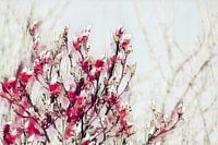 Blossoming tree