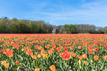 Lisse Zwiebelfeld von STEVEN VAN DER GEEST