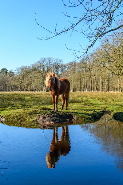 Suis-je aussi belle que mon reflet par Gerry van Roosmalen