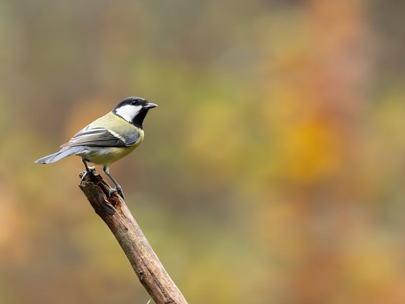 Kohlmeise mit herbstlichem Hintergrund von Karen de Boer