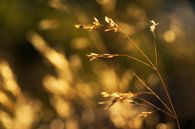 Goldene Sommerernte von Marloes van Pareren Miniaturansicht