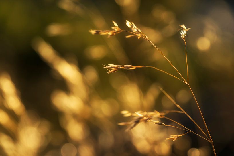 Goldene Sommerernte von Marloes van Pareren