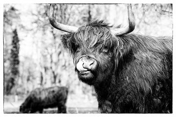 Schotse hooglander van Janine Bekker Photography