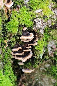 Paddenstoelen en mos in het bos