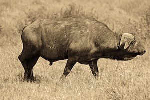 Afrikaanse kaffer buffel van Roland Smeets